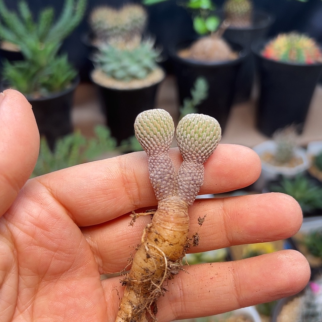 浓赤花精巧殿双头带花苞