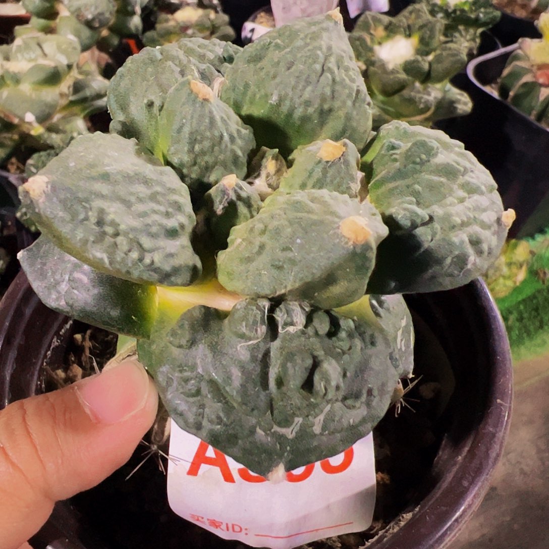 大尤怒涛牡丹355