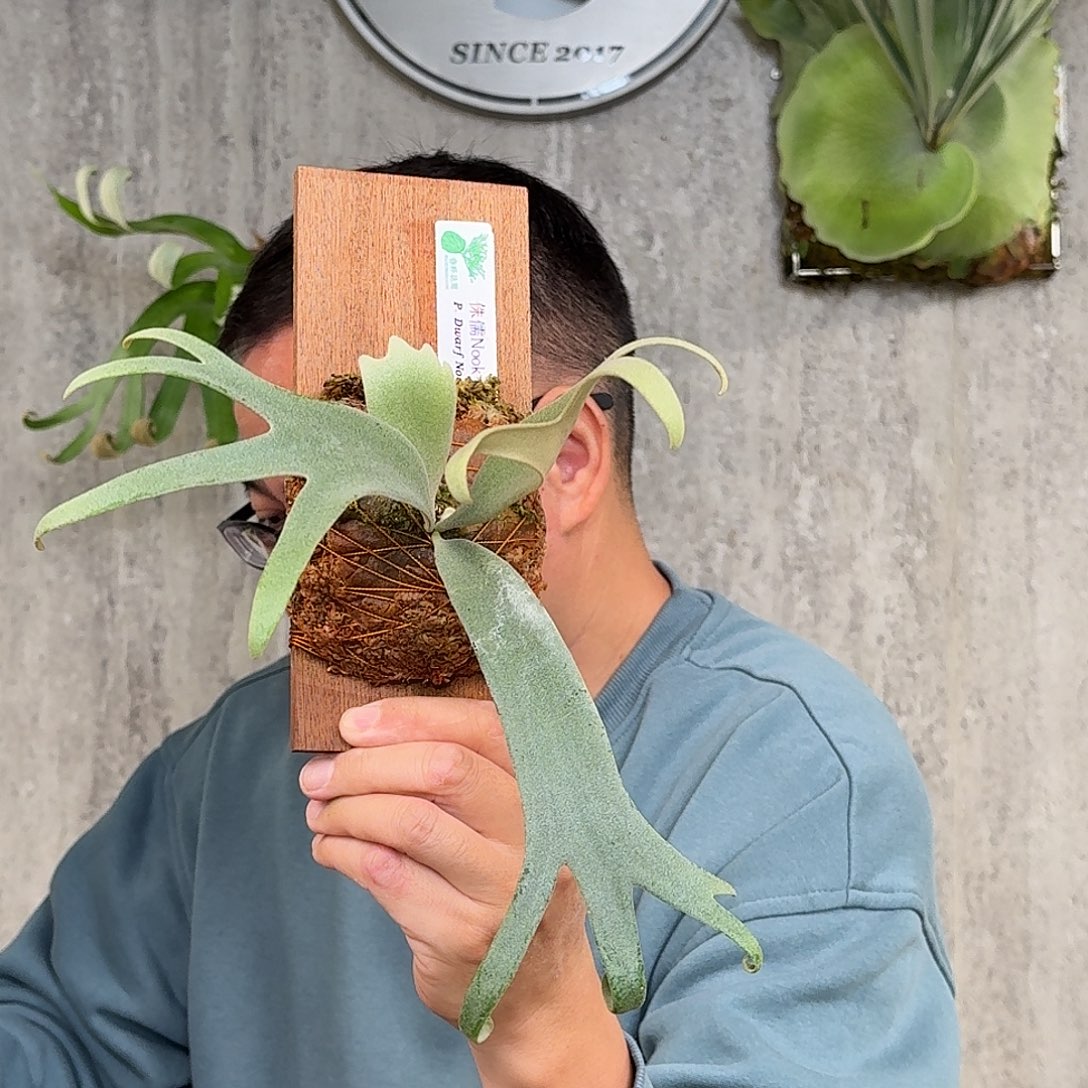 完全开放侏儒NOOK鹿角蕨书签板春野花园