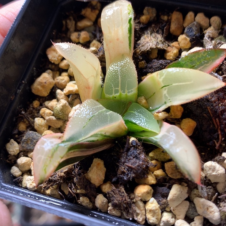 火烧云克锦带盆土发货