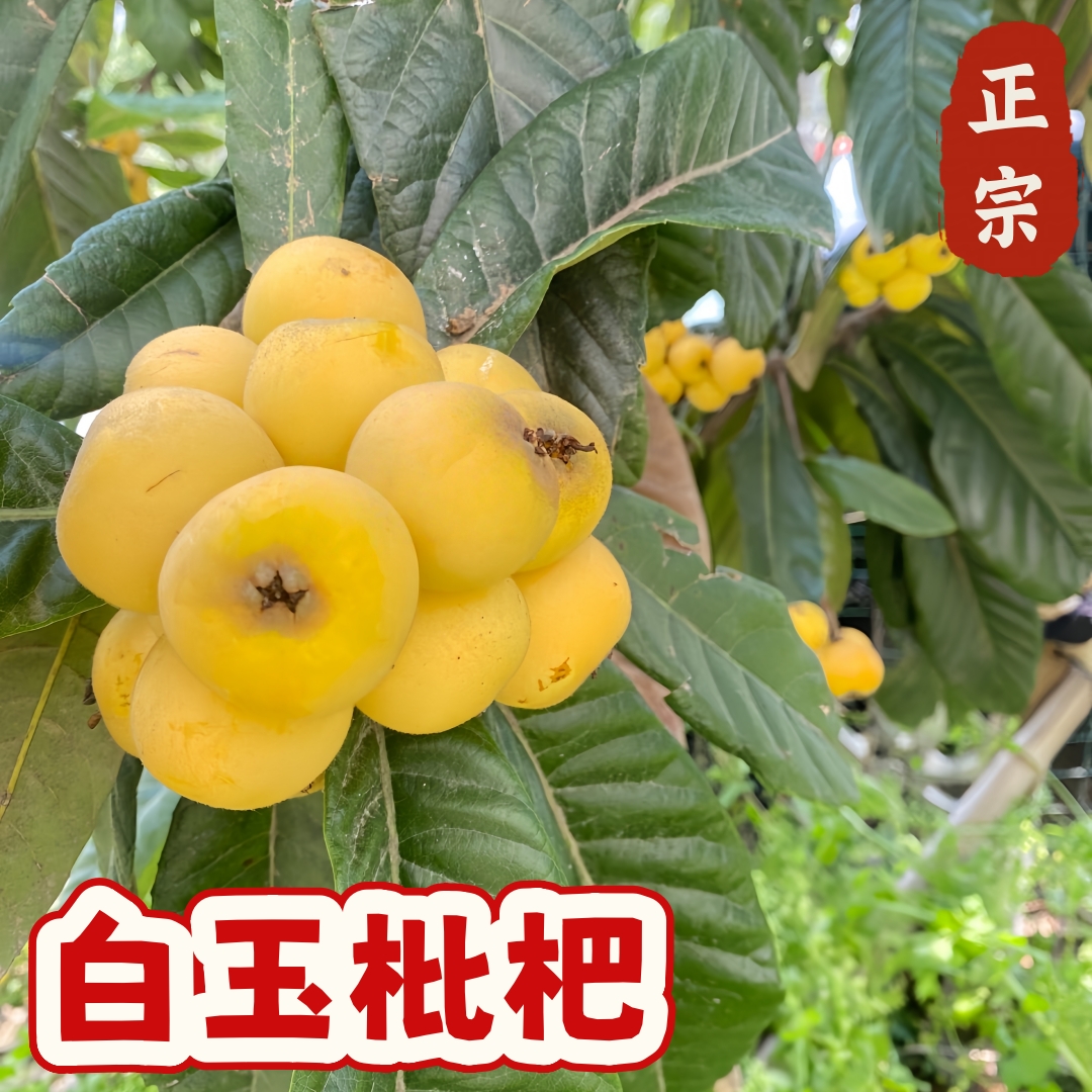 【白玉枇杷】正宗白肉枇杷甜度高嫁接盆栽草木集果树苗庭院阳台地栽