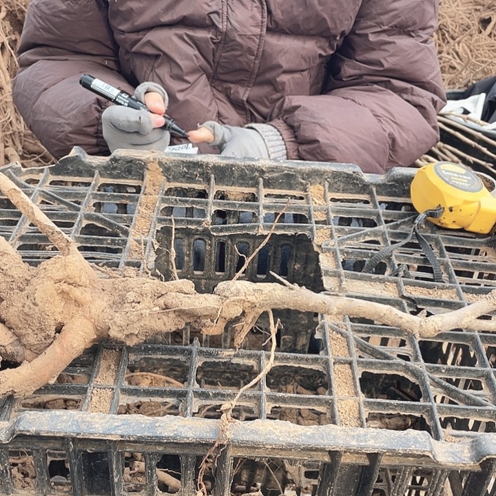 完全开放牡丹花开