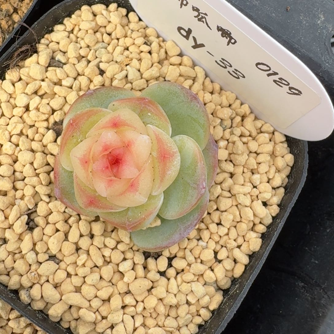 0129-033-小白脸单头