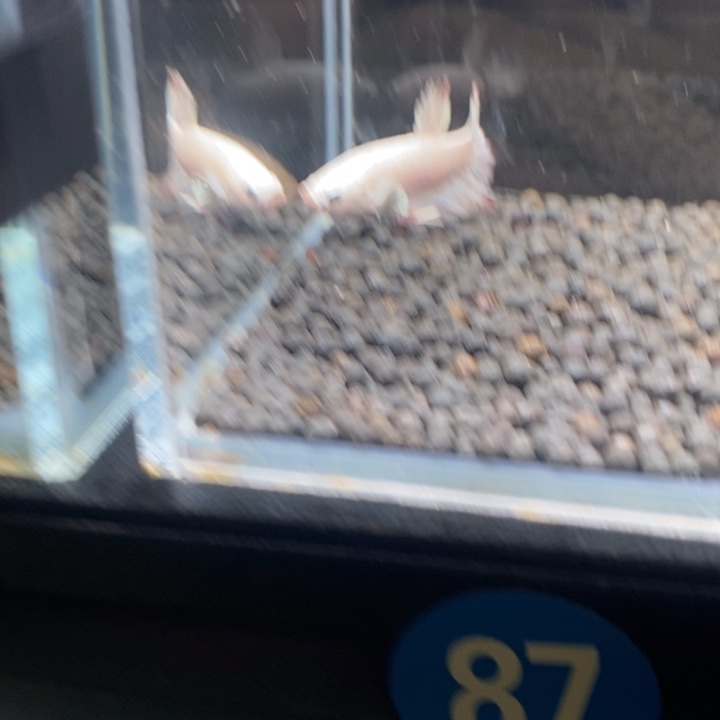 斗鱼泰国斗鱼87号