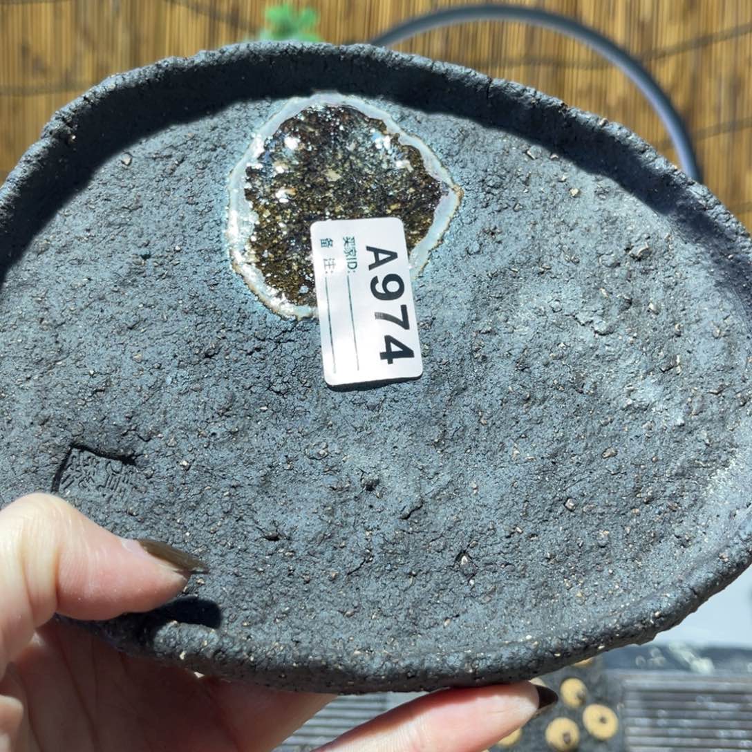 木村信弘柴烧保平