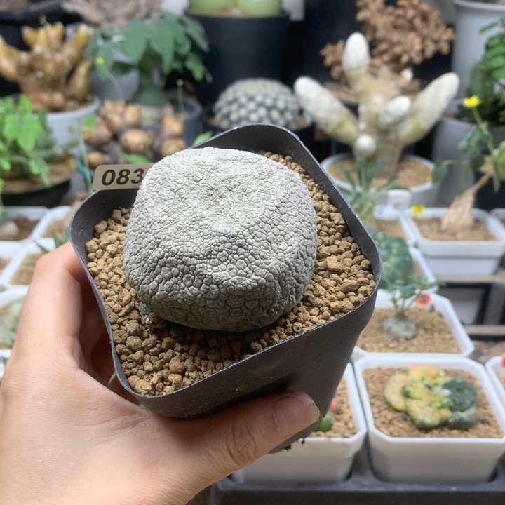 方凝蹄玉母本带盆5.5cm
