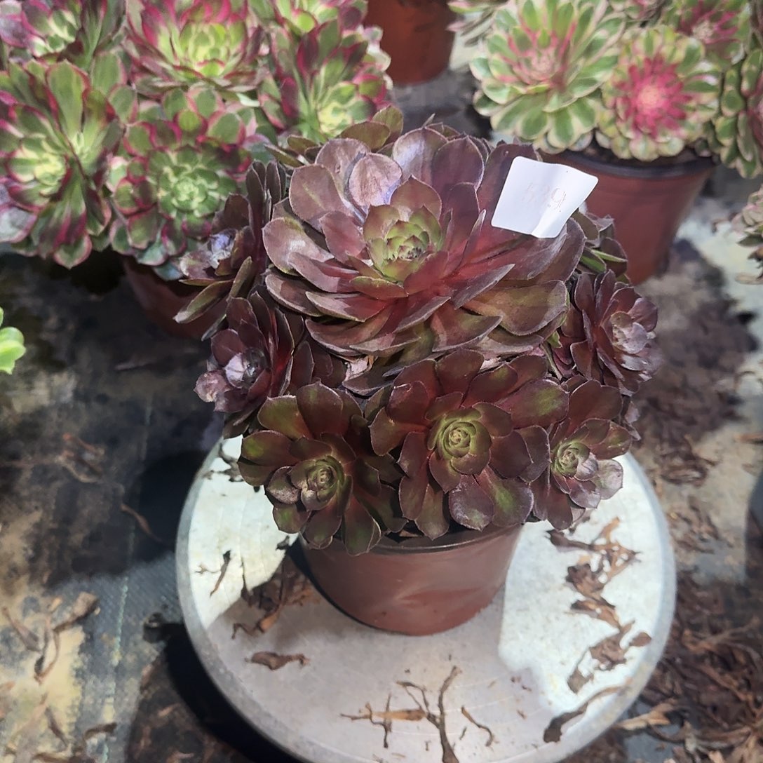 多肉植物红魔0539