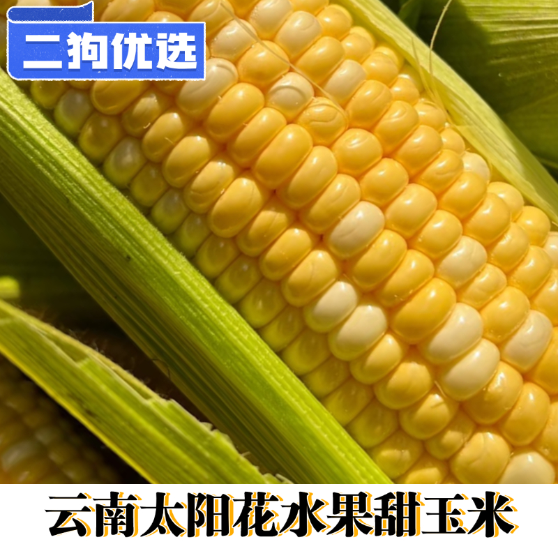 【二狗现摘】云南新鲜水果玉米现摘可生吃甜脆爆汁孕妇低脂甜玉米