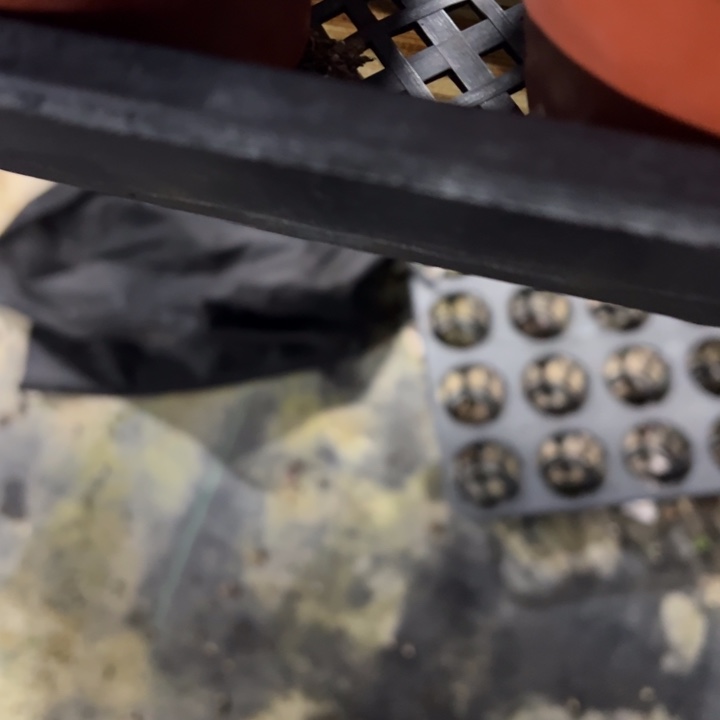 吸财树锦多肉植物多肉