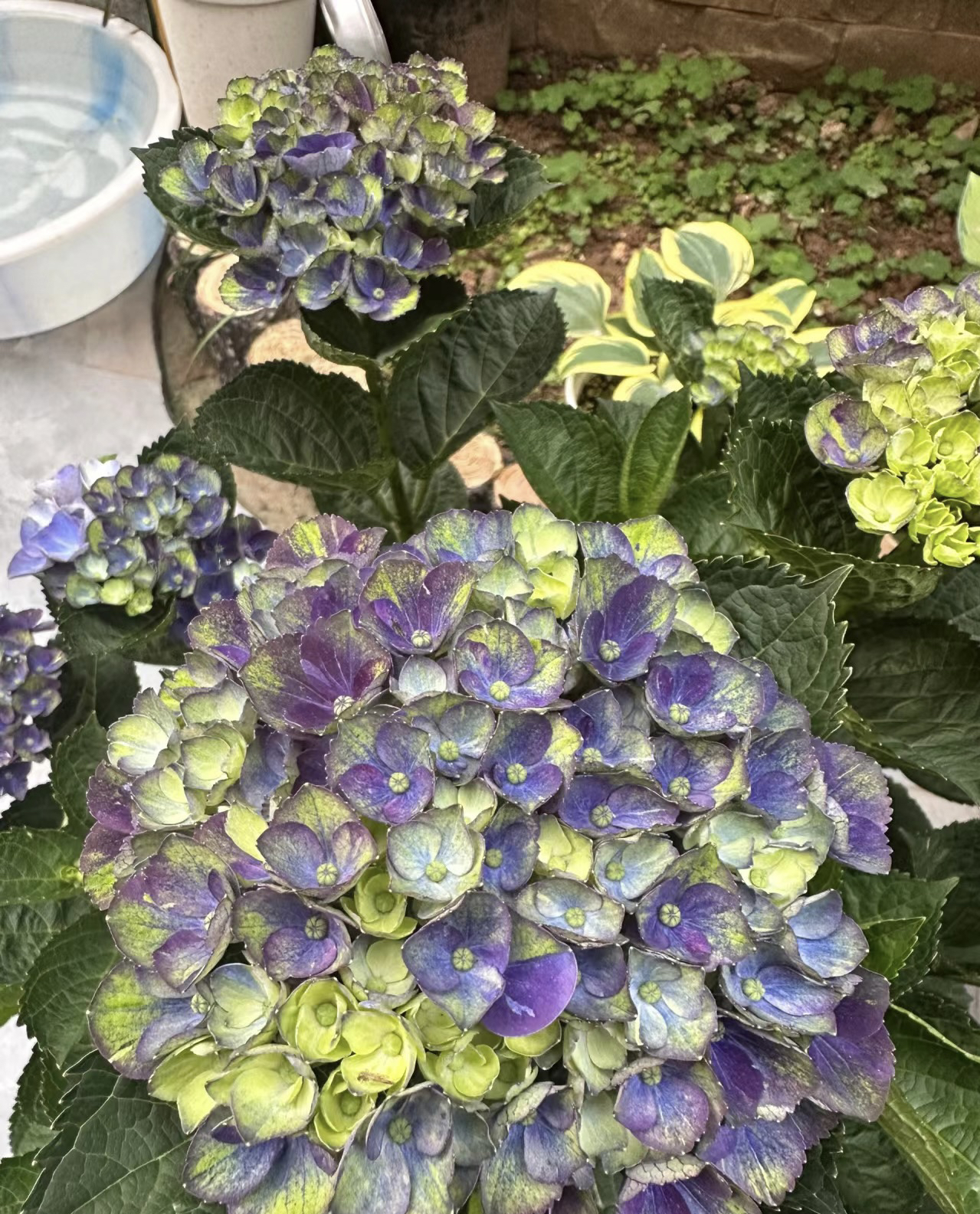 【薇韵花卉】2加仑魔幻夏洛特 花朵精致 直立性好 生长速度快可调色
