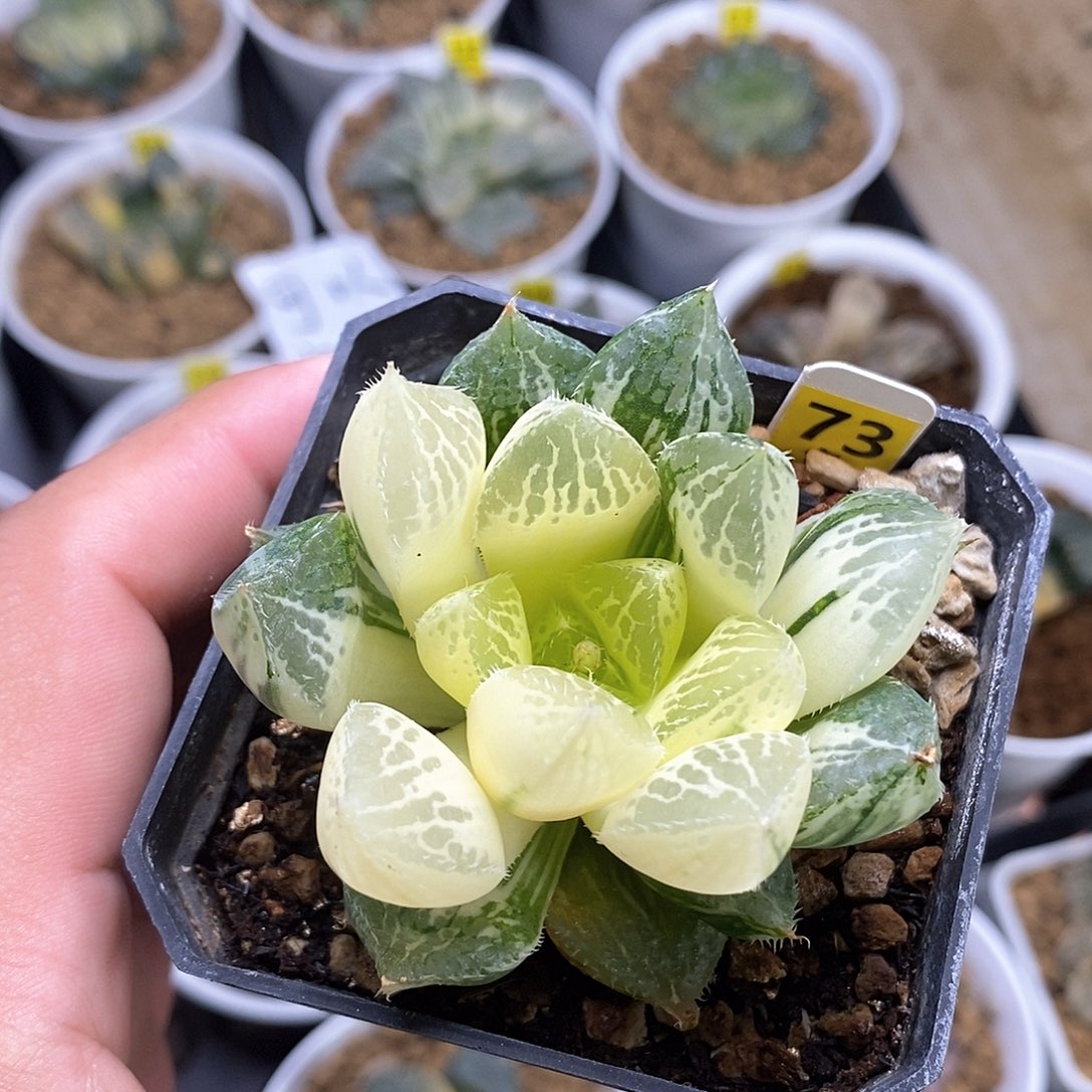 红陶73号宝莲灯玉露锦一物一拍