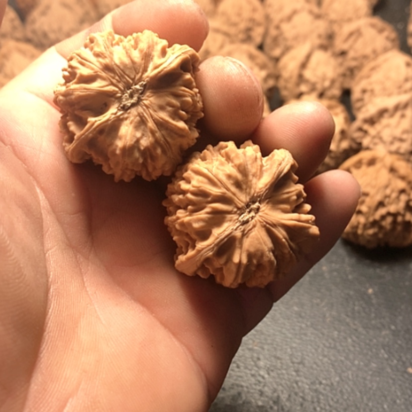 【闪购商品】天*卧龙粗筋