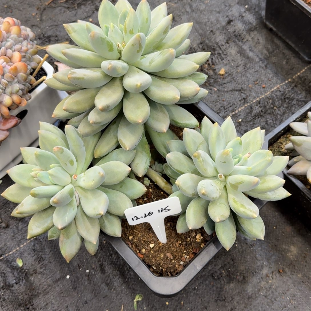 1***3一物一拍超大黄胖体哥特125