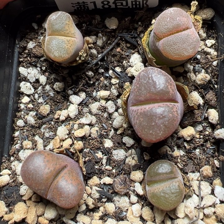 【闪购商品】026。        