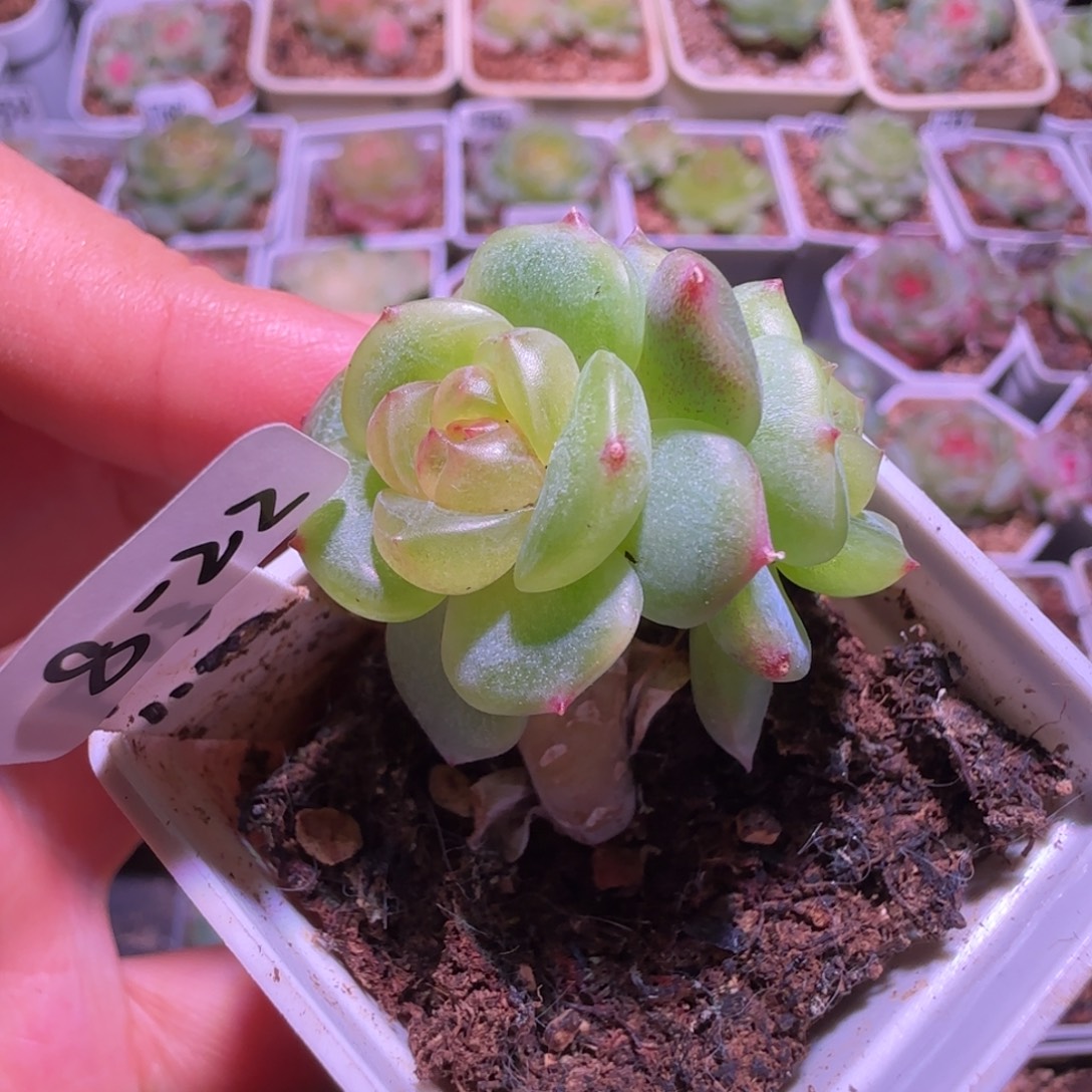 浅***笑8-22福利甜心p73双头