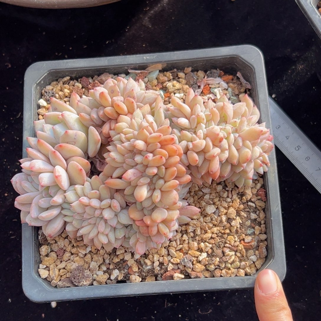 新年快乐 新年快乐