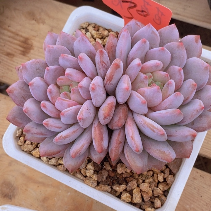 这么大岁数怎么会