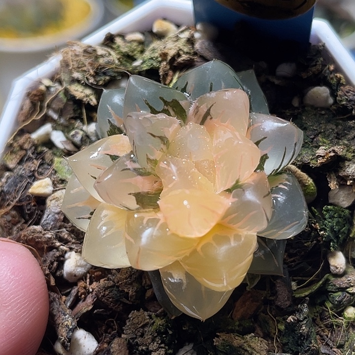 555水中月锦特选福利