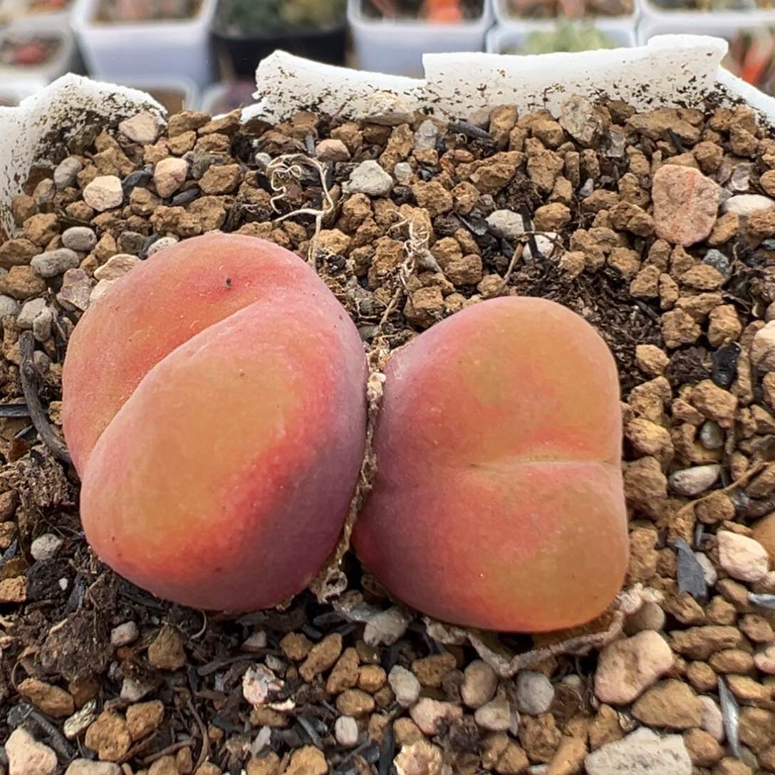 36多肉植物百科知识