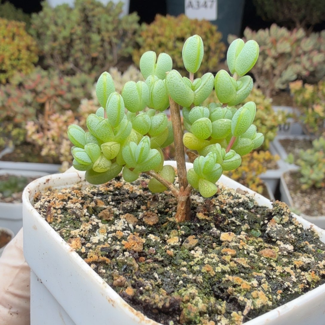 A592元宝整点福利28元包