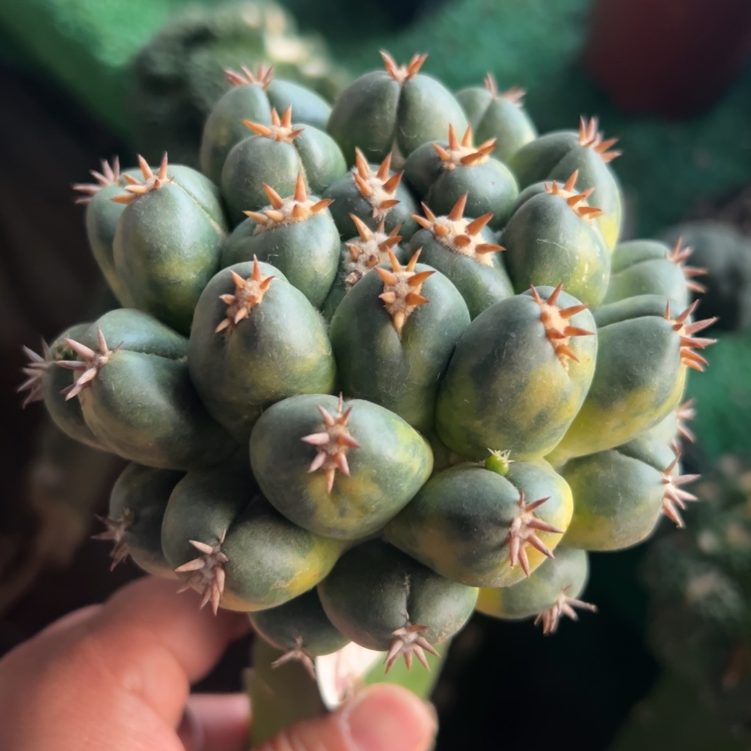 双排短豪刺象牙锦274