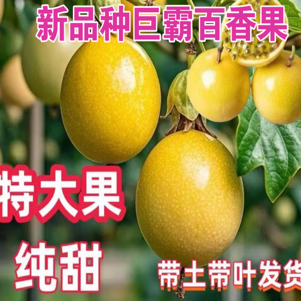 新品黄金巨霸百香果苗1-2斤的改良百香果纯甜不酸品种南北方栽种