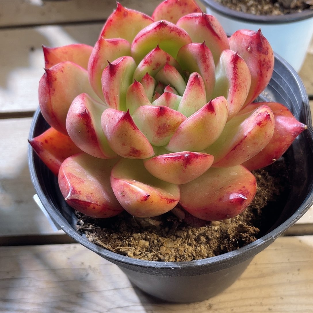 0429  粉钻 六月六