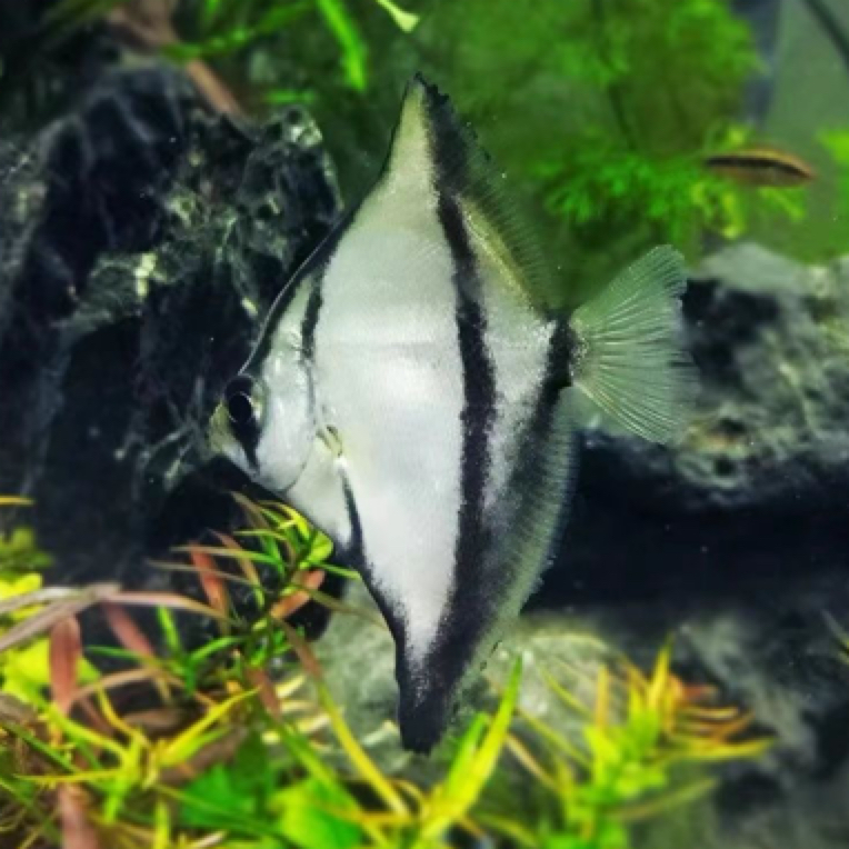 蝙蝠鲳鱼9-11公分，喜欢的可以直接下单，偏远不发