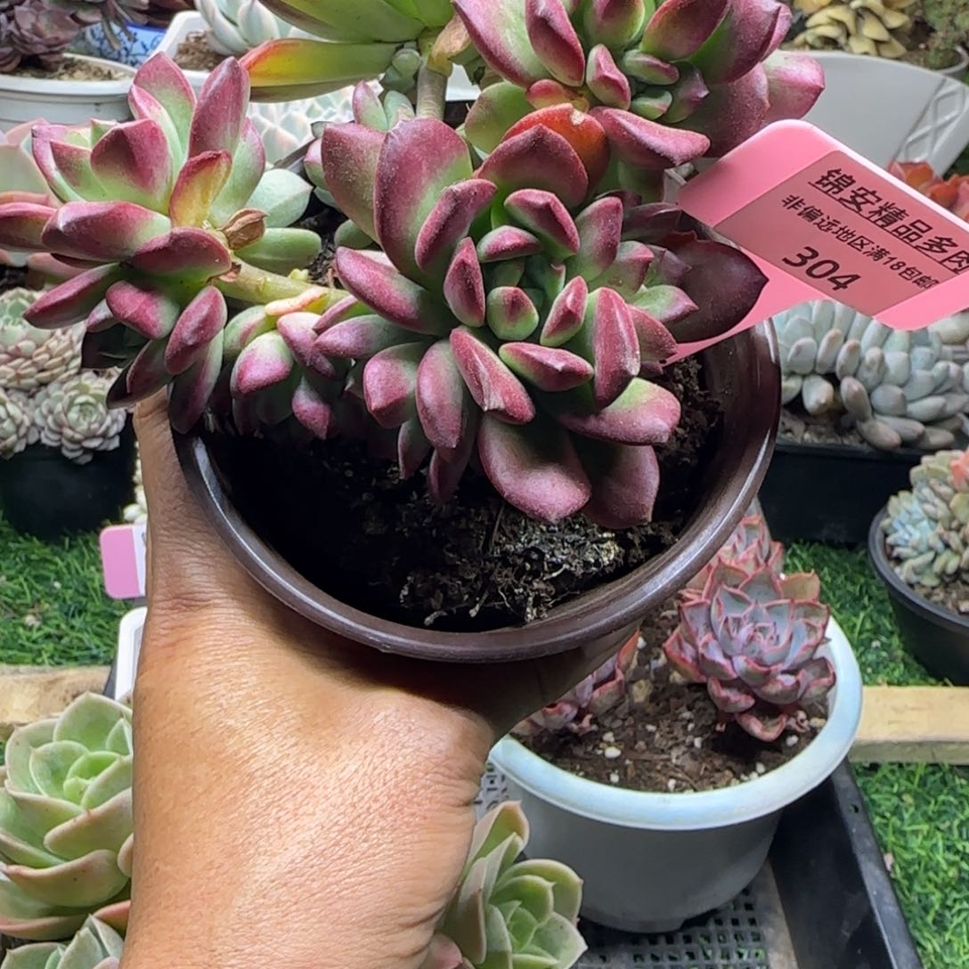 锦安精品多肉植物304