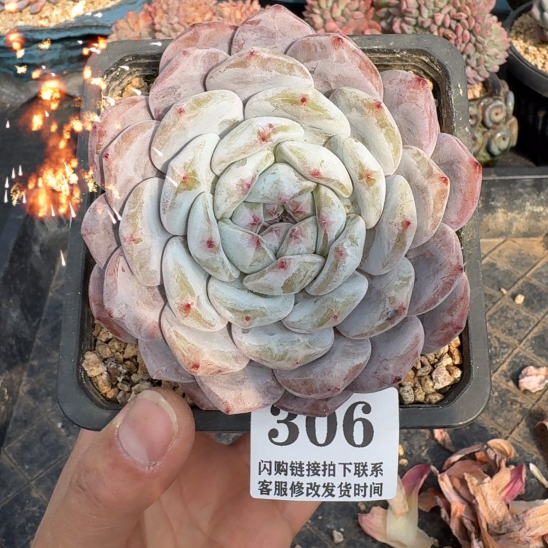 306星影单头10cm左右（满28包邮）