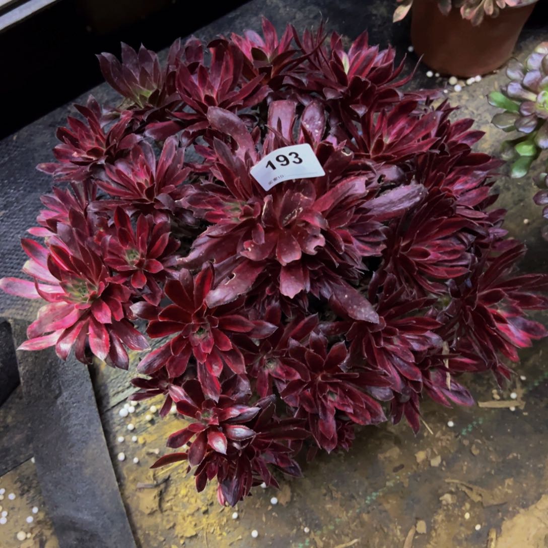 193惊鸿仙子多肉植物