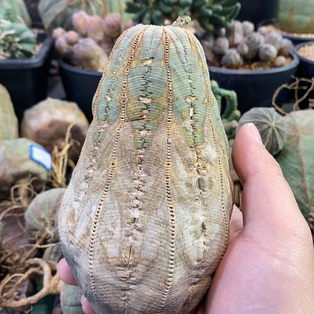 欧系布纹球精品一物一拍