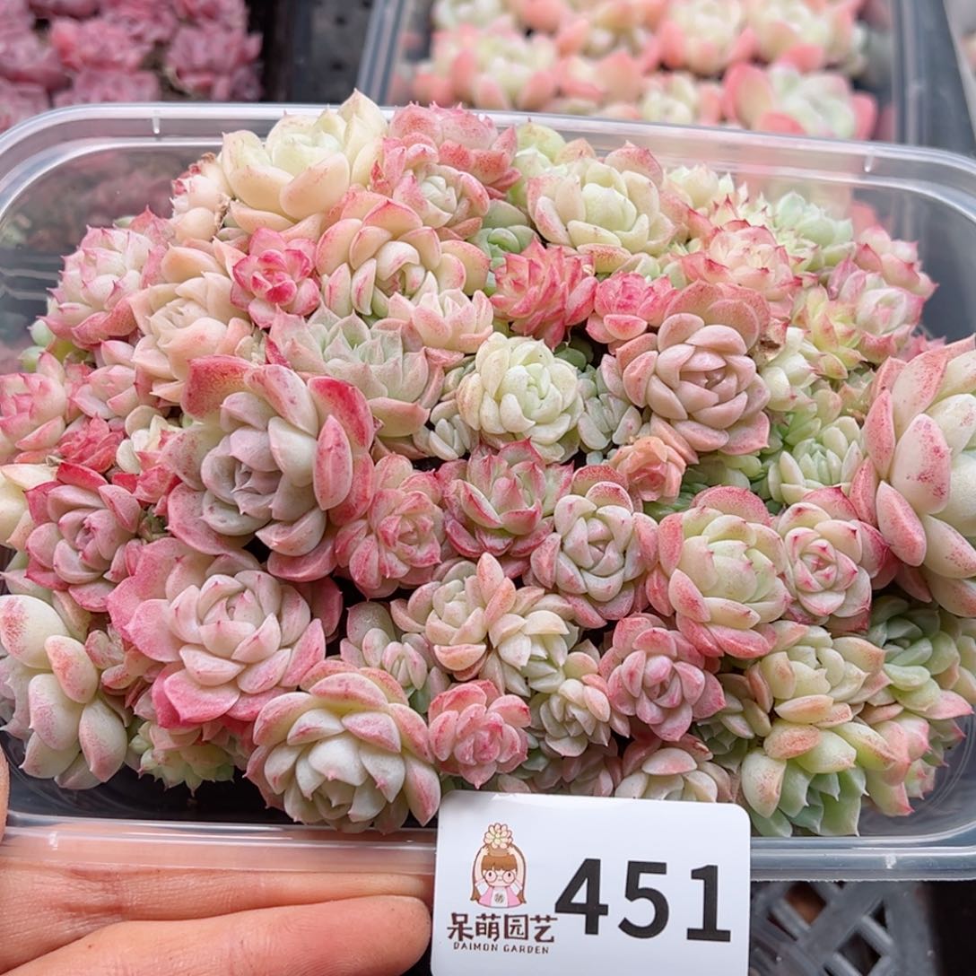 多肉植物多肉植物