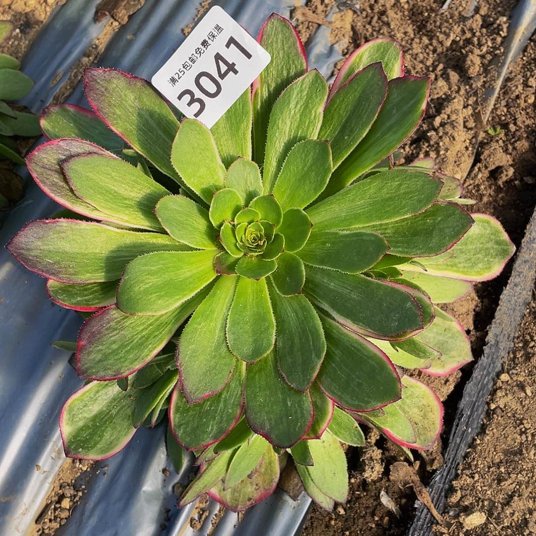 3041孔雀翎多肉植物