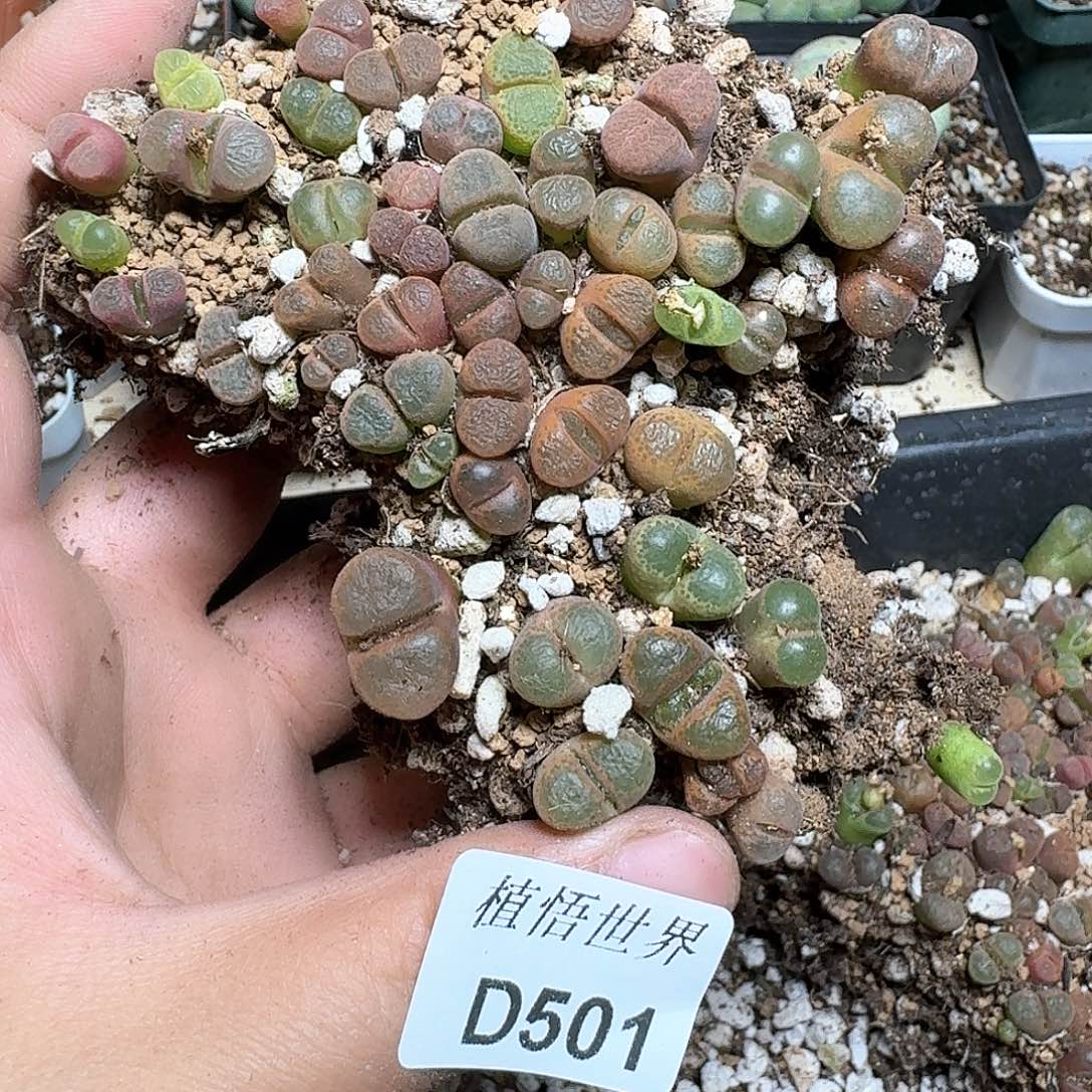 501号多肉植物哇f g