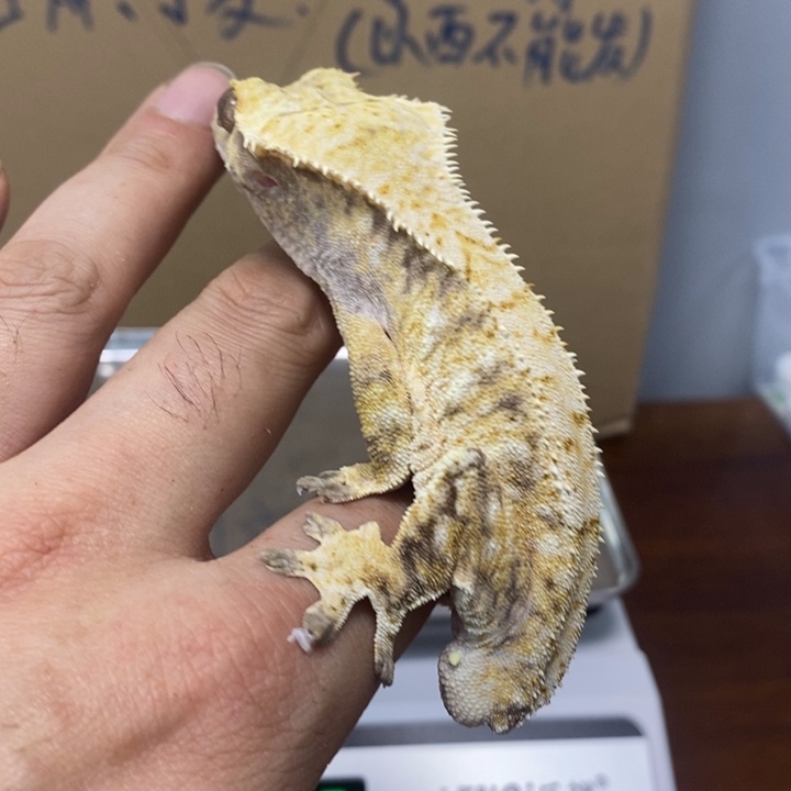 睫角守宫2025.12.12二十九