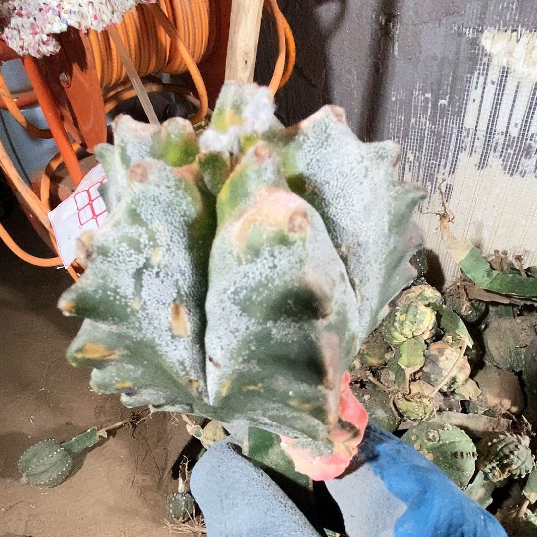 栾等凤玉栾凤鸾1