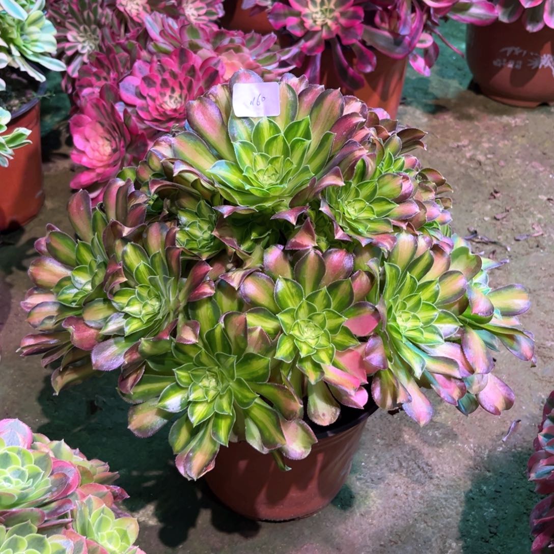 多肉植物韶华1160