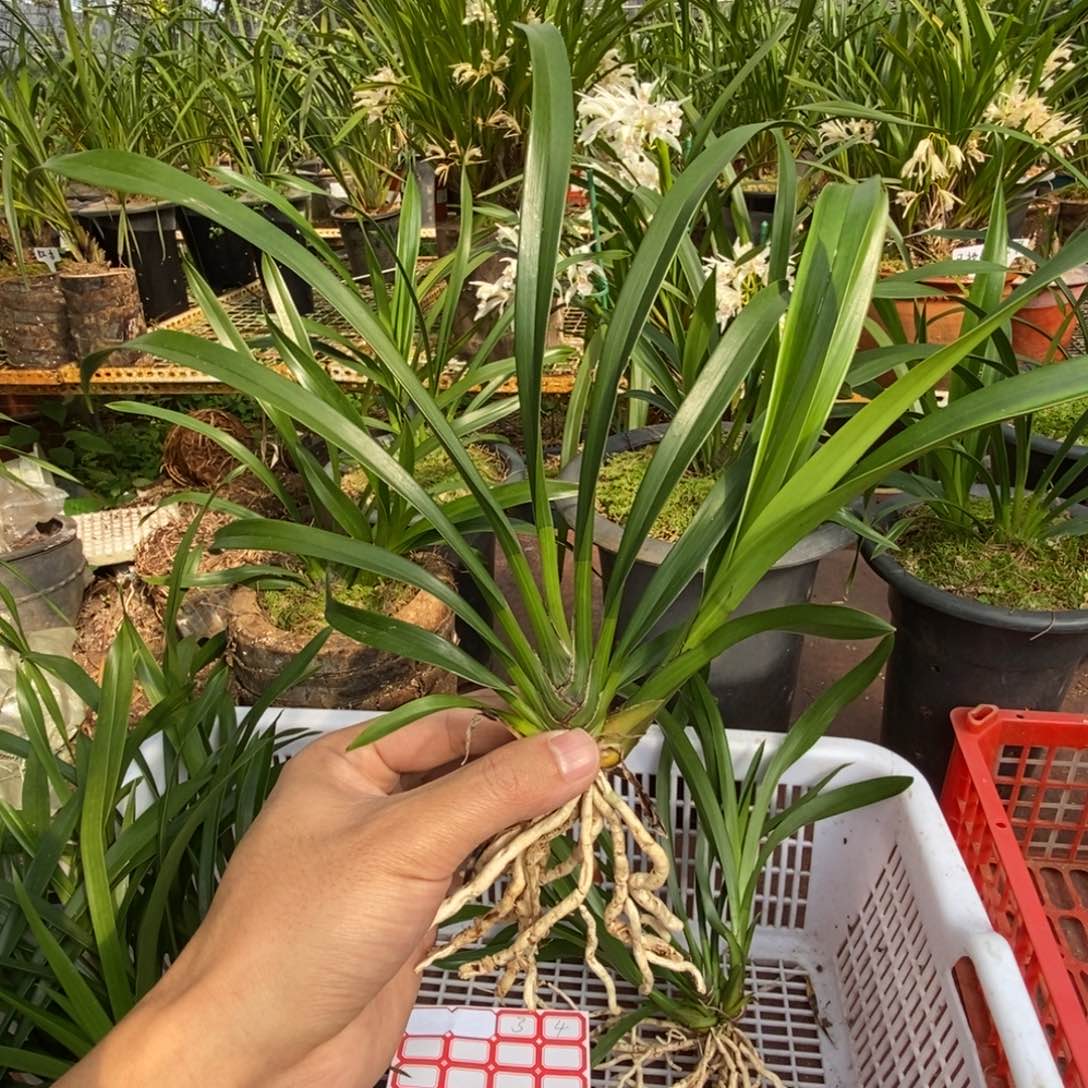 完全开放3彩瓣红嘴