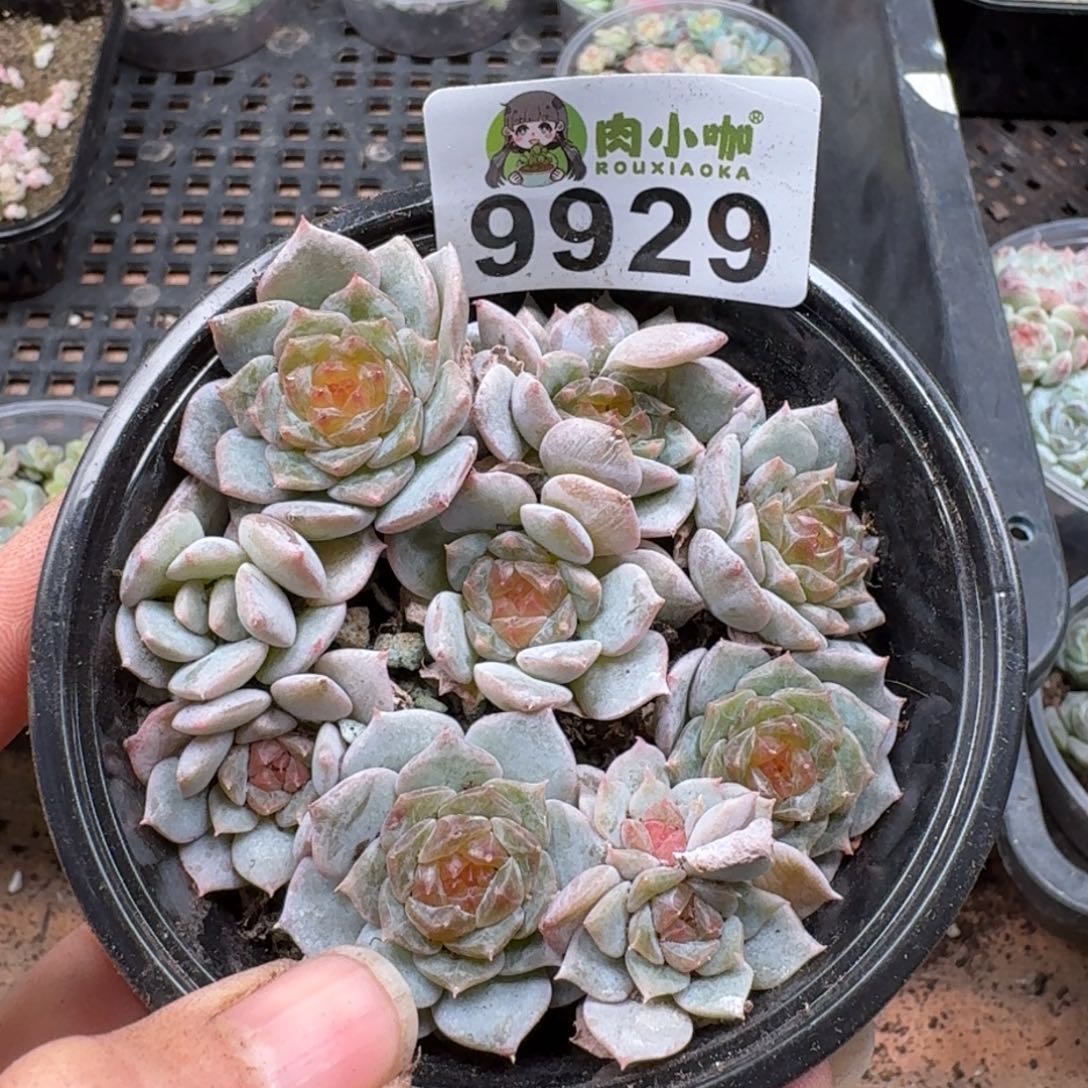 多肉植物多肉植物