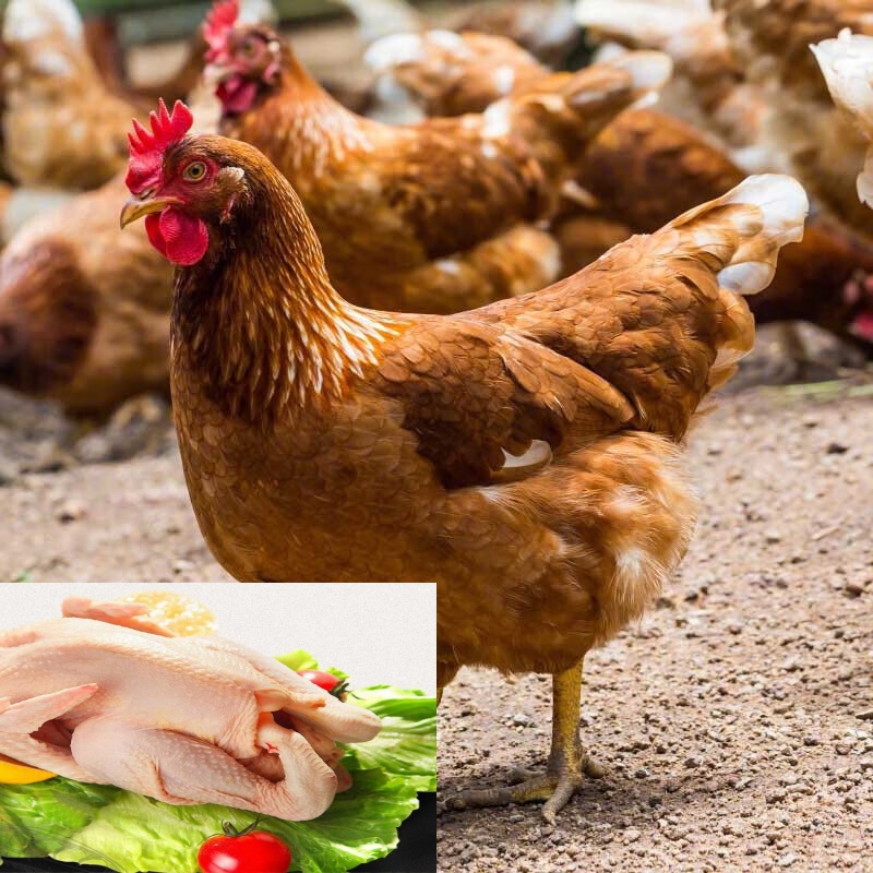 正宗1.3-1.5斤海兰褐鸡散养土鸡农家自养跑山鸡肉质鲜美，口感鲜嫩