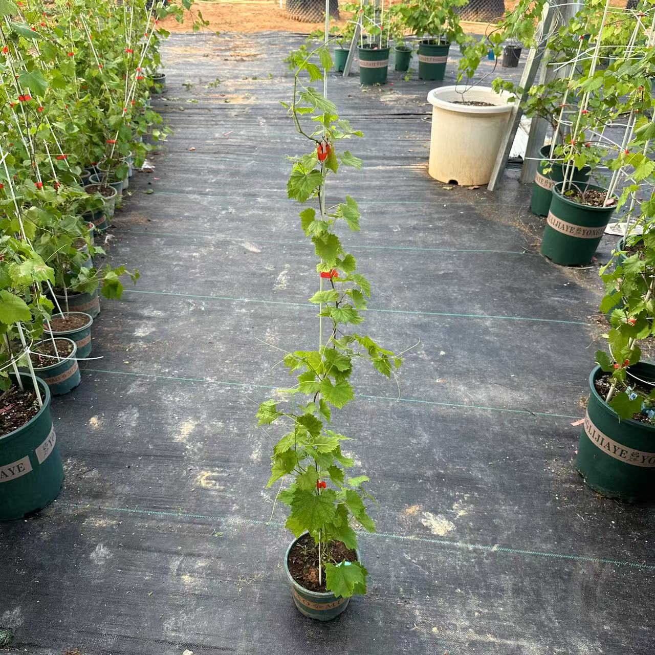 圆叶葡萄格威尔一加仑矮盆扦插苗多季挂果可一物一拍带土带盆发货