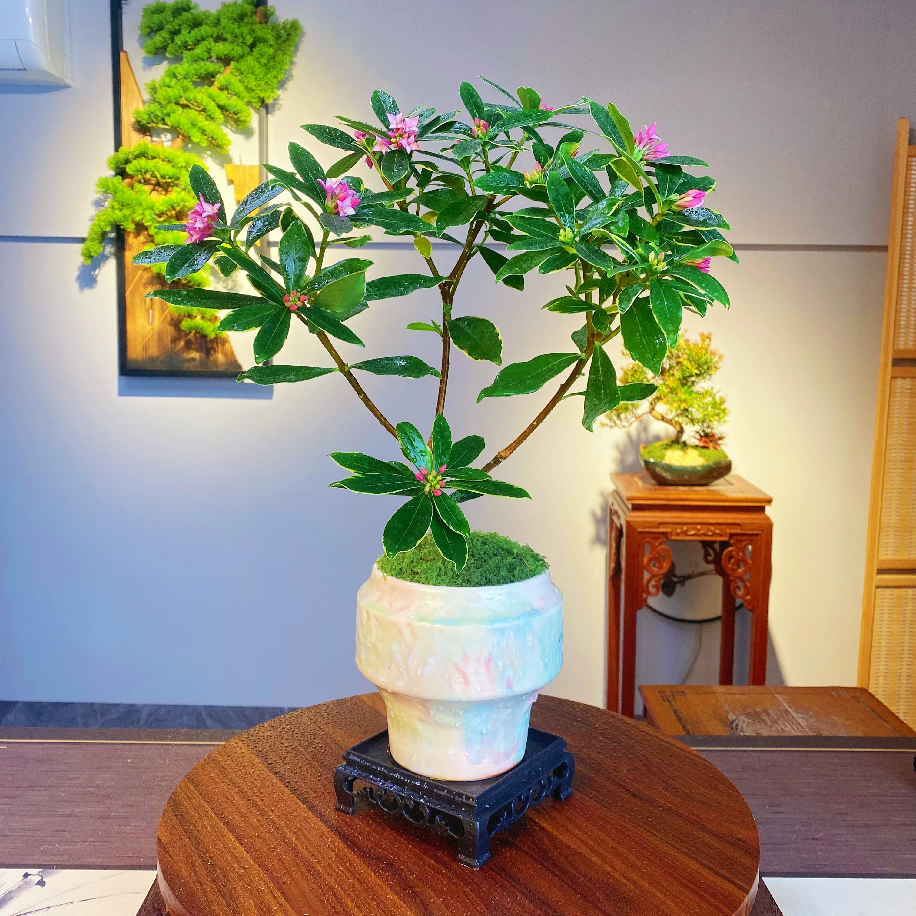 金边瑞香花年宵花意境盆景盆栽室内客厅茶桌书房庭院摆件四季好养