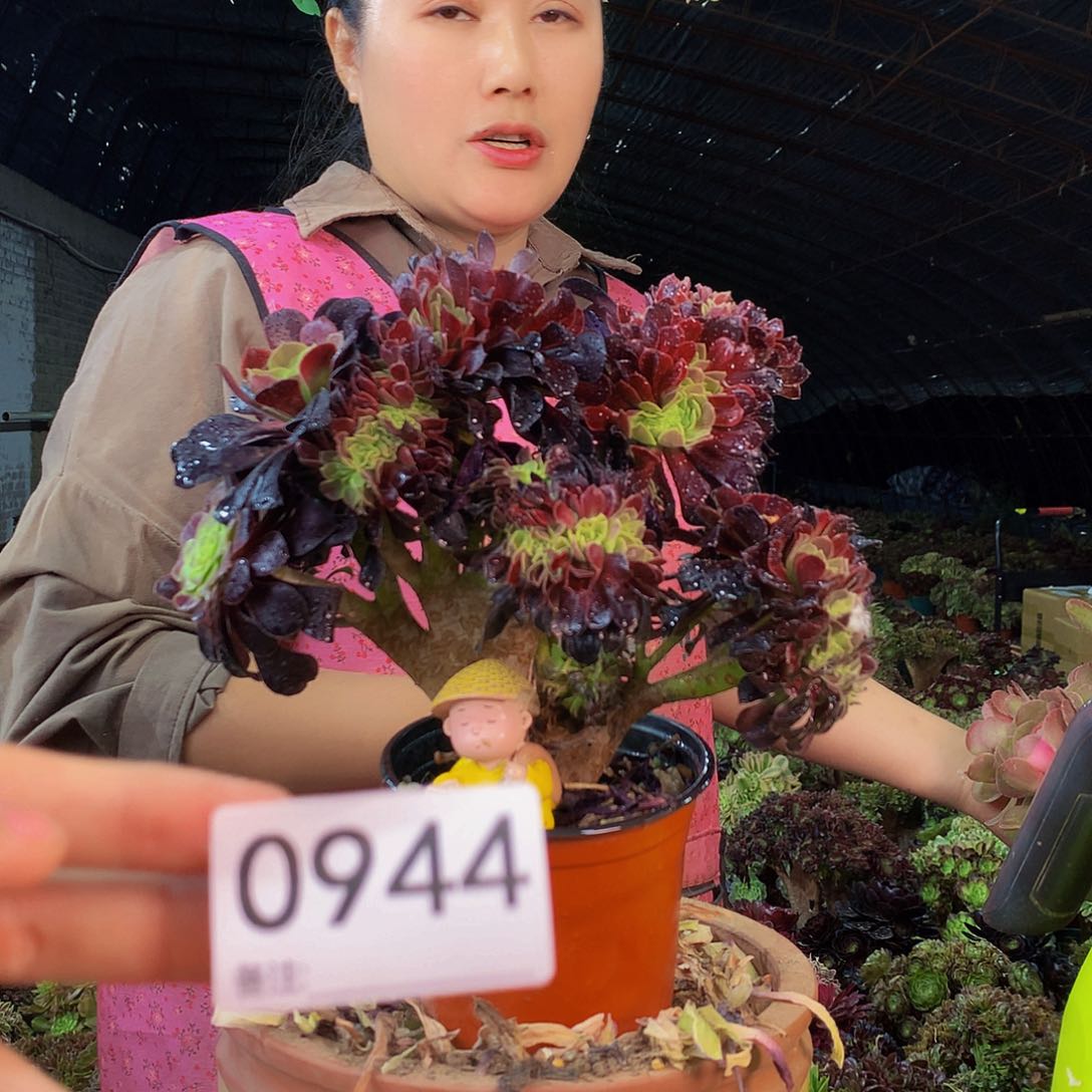 无花朵柒哥多肉法师不包侧断枝944