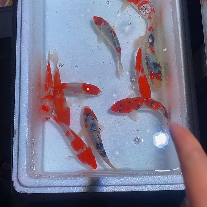 A***s锦鲤锦鲤活鱼开箱包活