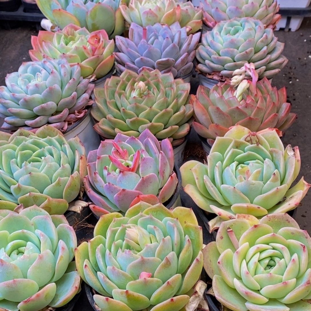 898多肉植物保护研究所所长的时间