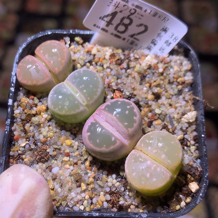 好看啊小可爱29.482