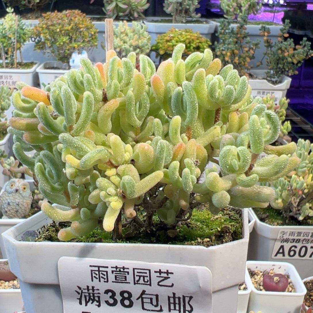 29-804枝干番杏多肉橙叶白锦七方盆老桩两年