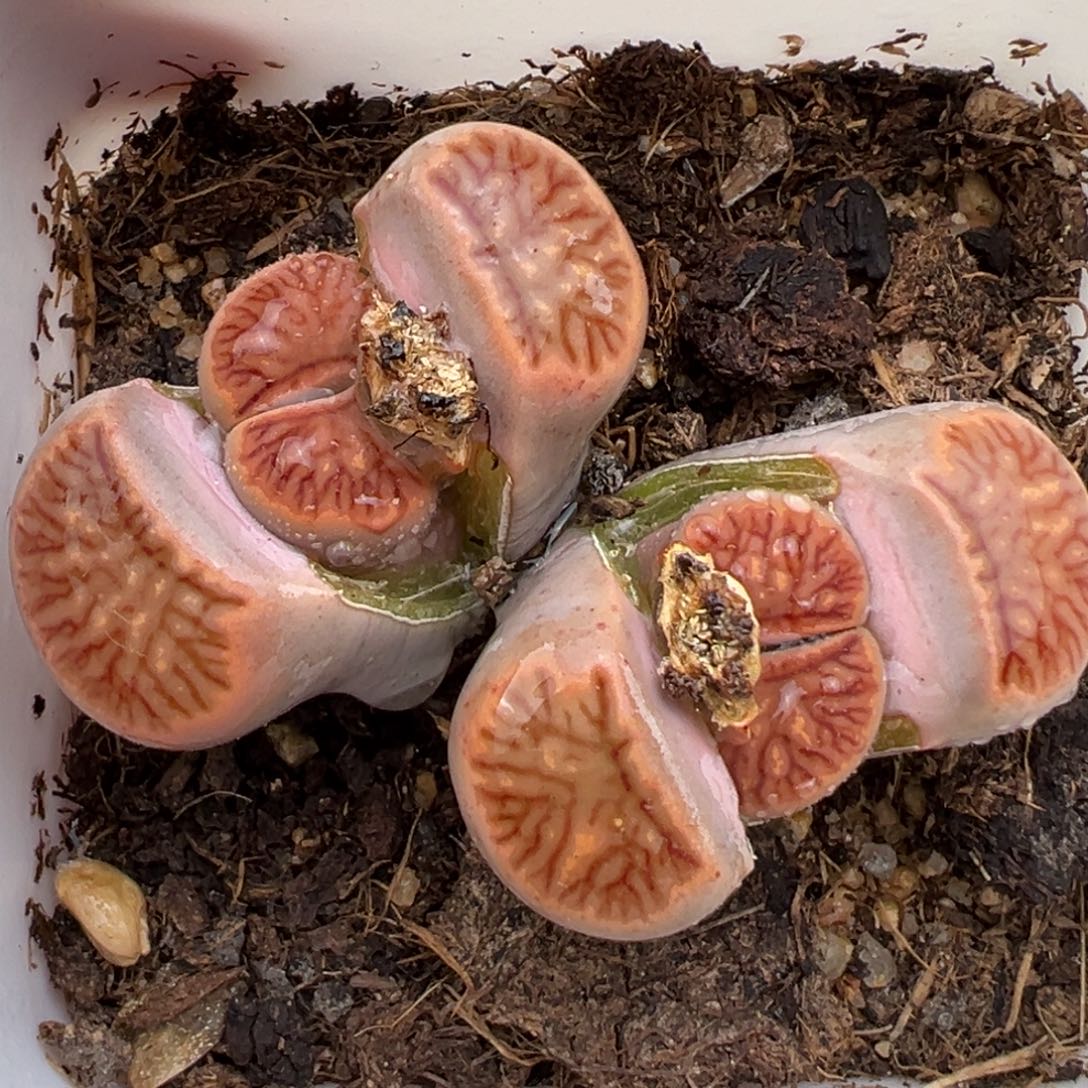 2.7好看的多肉790