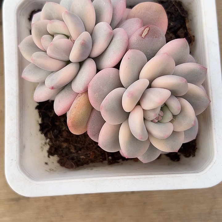 白马香水锦双头多肉植物